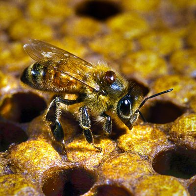 D'abeille